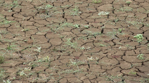 Alerte secheresse renforcée en Meuse