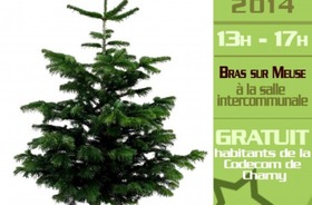 Opération broyage de sapins