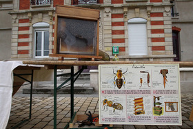 Apiculture : campagne de déclaration 2017