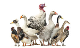 Alerte pour risque élevé de grippe aviaire en Meuse