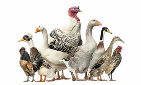 Flash grippe aviaire